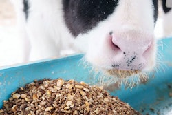 holstein-cow-eating-silage