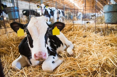 Calf In The Cowshed