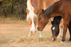 Three horses eating hay from the ground in pasture, standing clo