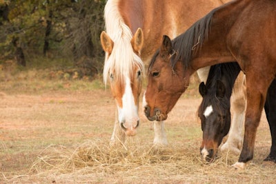 Three horses eating hay from the ground in pasture, standing clo