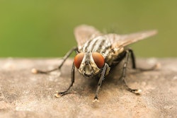 house-fly