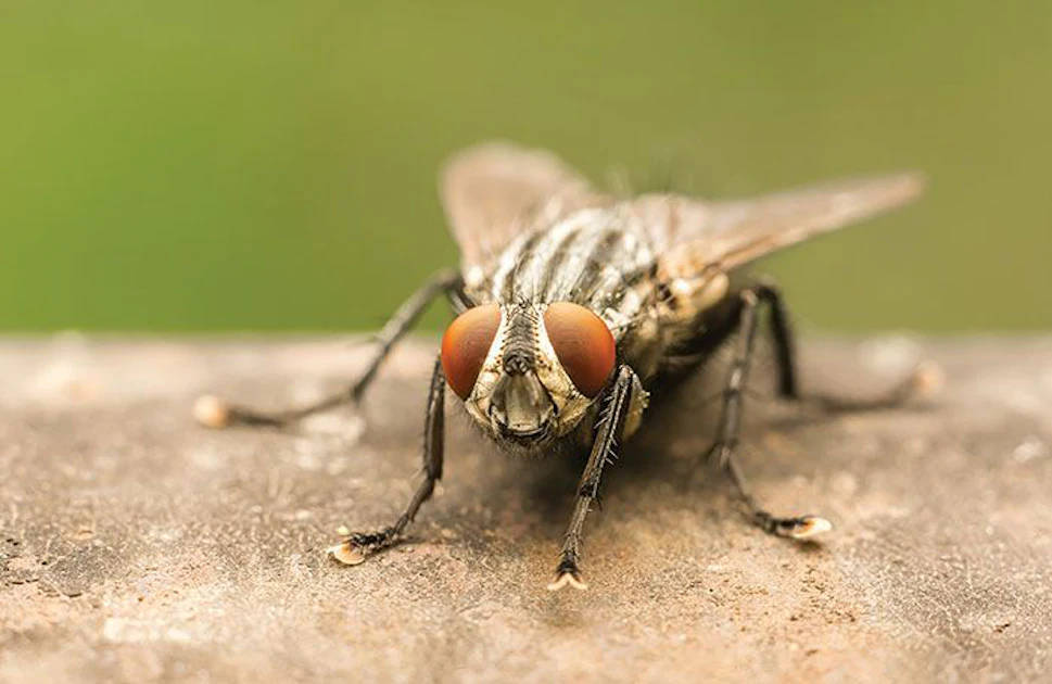Israeli Fly Insect Ghana researchers suggest insect meal as alternative protein | Feed ...