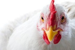 ingredient-costs-influence-broiler-feed-formulation-1311FMIngredients
