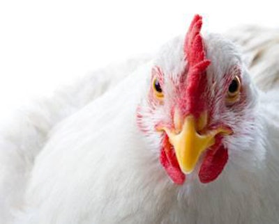 ingredient-costs-influence-broiler-feed-formulation-1311FMIngredients