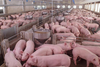 Curious Pigs In Pig Breeding Farm In Swine Business In Tidy And