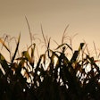 late-summer-sunset-over-corn-field