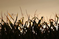 late-summer-sunset-over-corn-field