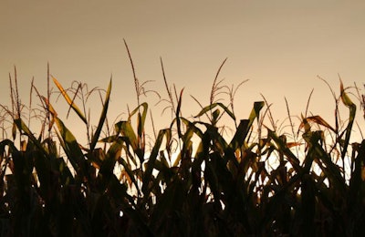 late-summer-sunset-over-corn-field