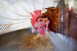 layer-hen-eating-1512