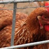 layer-hen