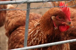layer-hen