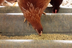 laying-hen-eating