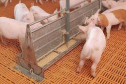 liquid-feeding-piglets