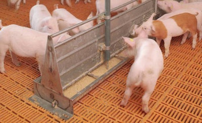 liquid-feeding-piglets