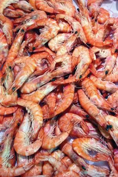 live-shrimp-1307FMshrimp