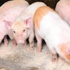 mcfa-in-piglet-diets