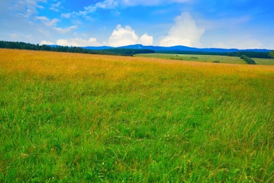 Agriculture green meadow in the Harz forest of Germany