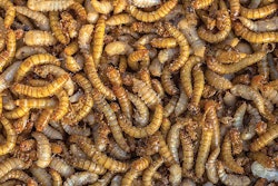 meal-worms-animal-feed