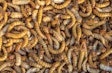 meal-worms-animal-feed