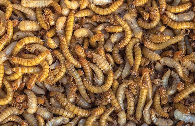 meal-worms-animal-feed