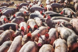 mix-sows-group-housing-1510