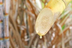 Sugar Cane And Dropping Molasses, Sugar Cane Droplets, Sugarcane