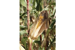 moldy-corn-1509PIGmycotoxins