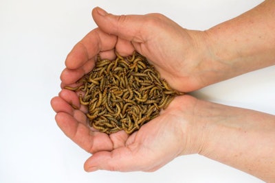 Worms, Meal Worms. Larvae Of The Beetle Tenebrio Molitor In Man’