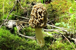 morel-mushroom