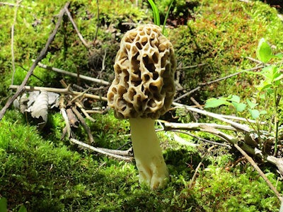 morel-mushroom