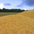 mycotoxin
