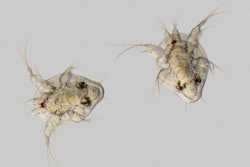 nauplius1