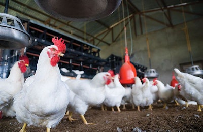 no-antibiotics-ever-chicken