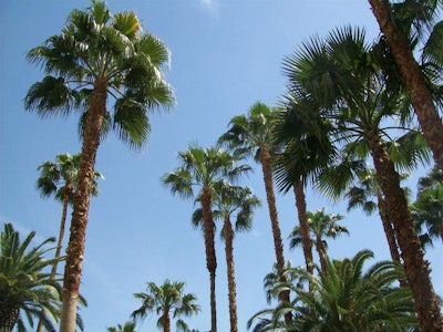 palm