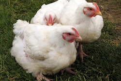 pasture-raised-broilers