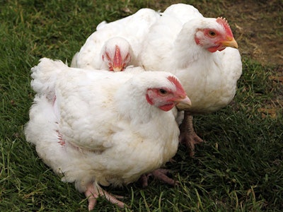 pasture-raised-broilers