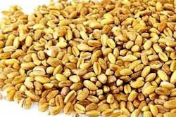 pearledbarley1