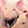 pedv-piglet-deaths-1501FMBiosecurity1