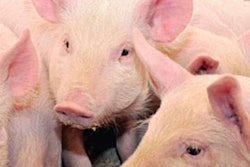 pedv-piglet-deaths-1501FMBiosecurity1