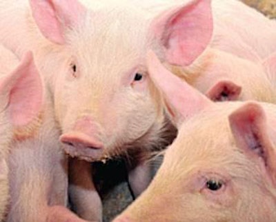 pedv-piglet-deaths-1501FMBiosecurity1