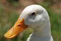pekin-duck-1501USAduckfeed