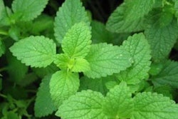 peppermint-feed-1411EGGlayers