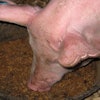 pig-eating