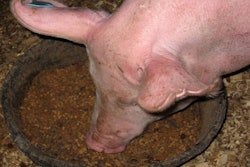 pig-eating