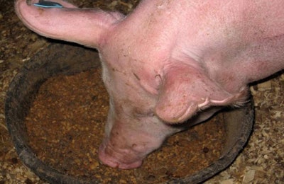 pig-eating