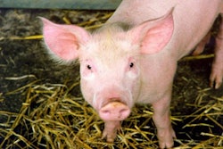pig-in-straw