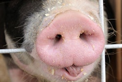 pig-nose-and-tongue