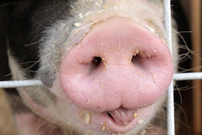 pig-nose-and-tongue