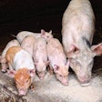 pig-piglets-eating-swill-1601