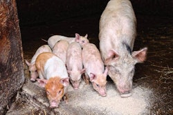 pig-piglets-eating-swill-1601